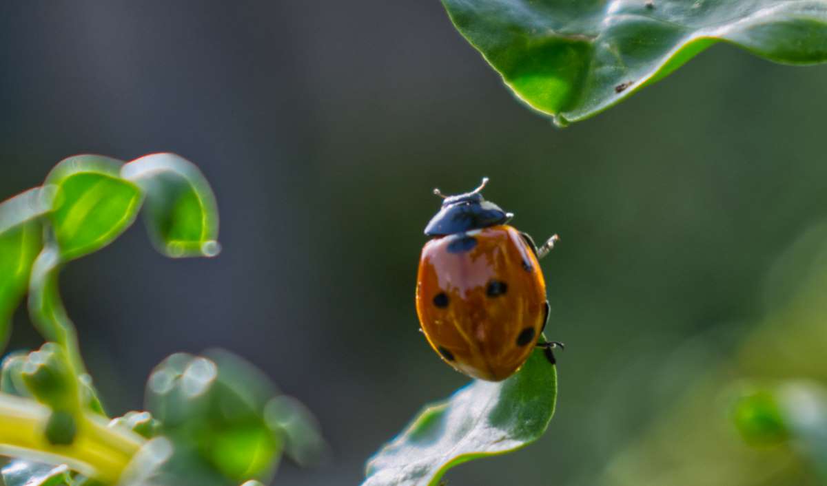 Lady Bugs