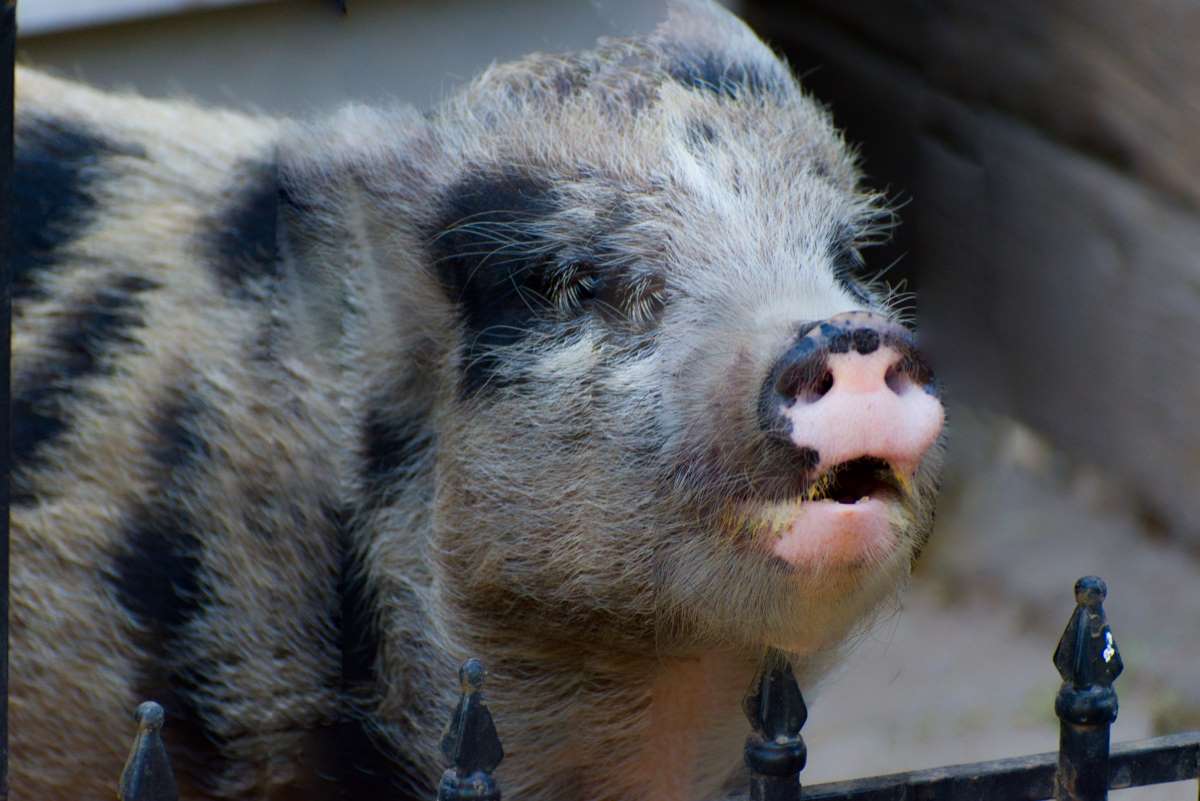 Pig